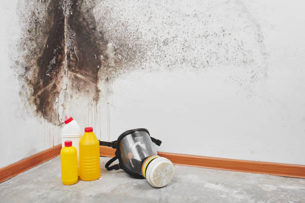 Best Local Mold Removal Service  in Rancho San Diego, CA