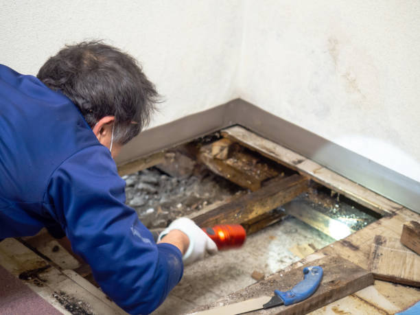 Mold Removal Process in Rancho San Diego, CA