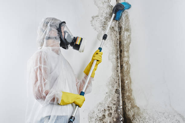 Best Attic Mold Removal  in Rancho San Diego, CA
