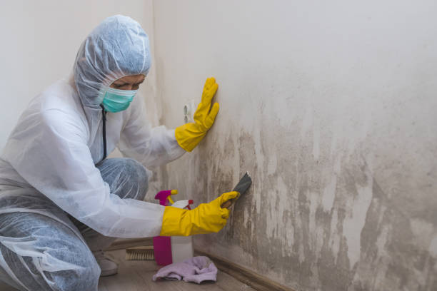 Best Mold Remediation  in Rancho San Diego, CA