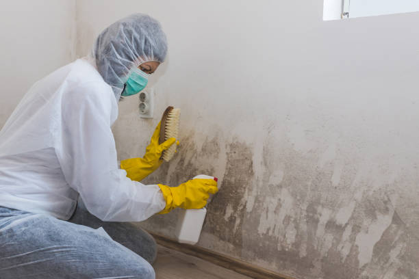 Best Residential Mold Removal  in Rancho San Diego, CA