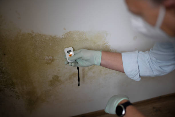 Best Emergency Mold Removal  in Rancho San Diego, CA