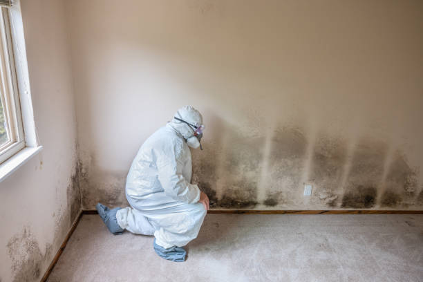 Best Mold Cleaning Services  in Rancho San Diego, CA