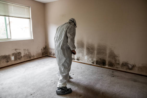 Best Emergency Mold Removal  in Rancho San Diego, CA