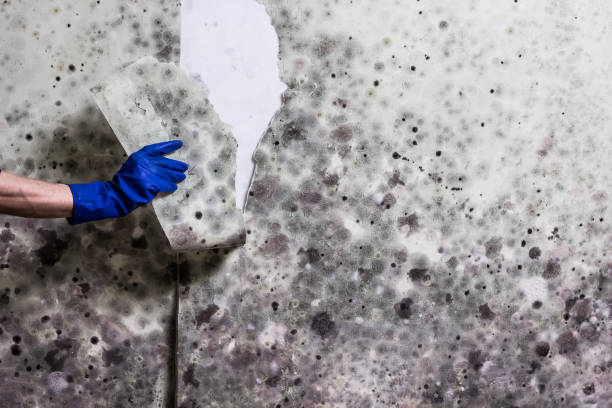 Best Mold Removal Company Near Me  in Rancho San Diego, CA