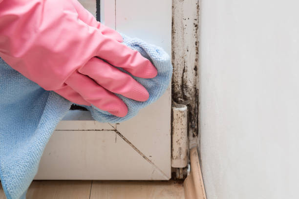 Best Commercial Mold Removal  in Rancho San Diego, CA